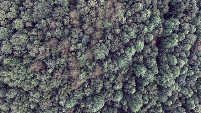 [HD] INTO THE FOREST | 10 minute Forest Sounds, Relaxation, Meditation, Sleep, Calming music