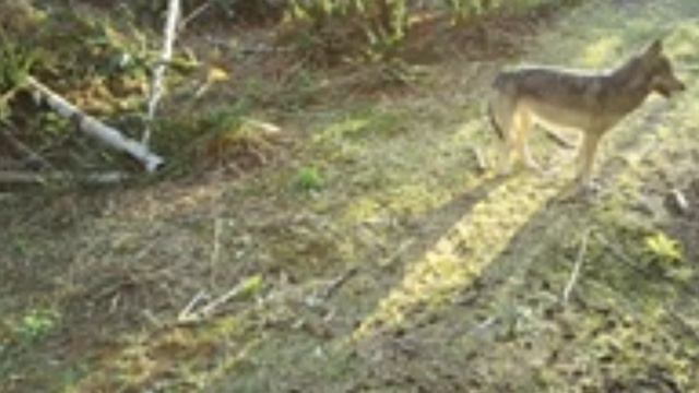 Видео фотоловушки 🐺