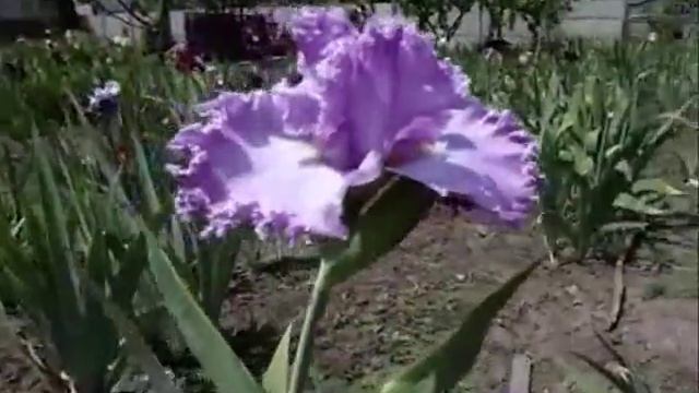 ИРИСЫ - кружевные сорта. IRIS