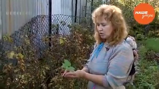 сныть – трава, которой питался Серафим Саровский