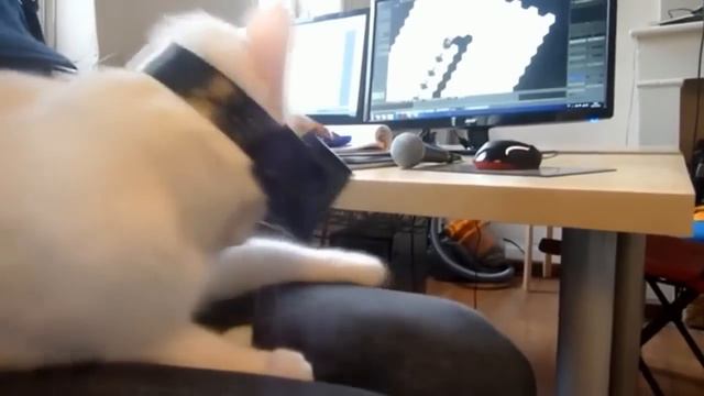 The Best Coubs of the week | Лучшие Кубы Недели #39