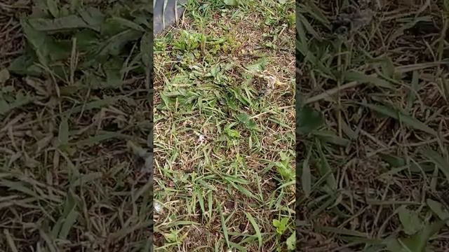 Как посадить кабачки в открытый грунт рассадой.