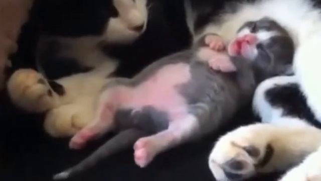 малыш-котенок танцует во сне