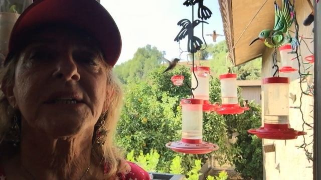 Crazy Hummingbird Vlog-How I feed 1000's of HUMMINGBIRDS in Kitchen Window DAILY & TRUE FACTS Recip