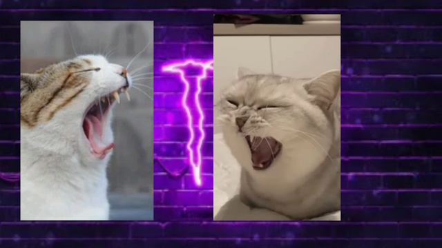 Зевающие коты (не все авы делал я)