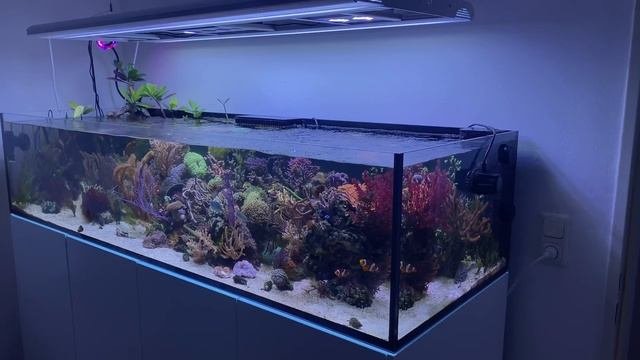 THE LIVING ROOM LAGOON - reef tank aquarium from Tobi special fish