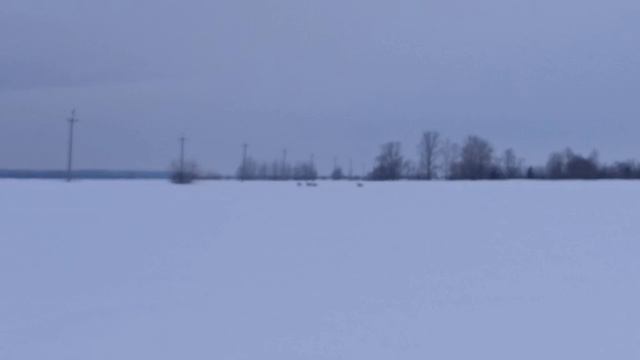косуль видели, машину посадили,рыбу поймали.Тобол Сибирь.