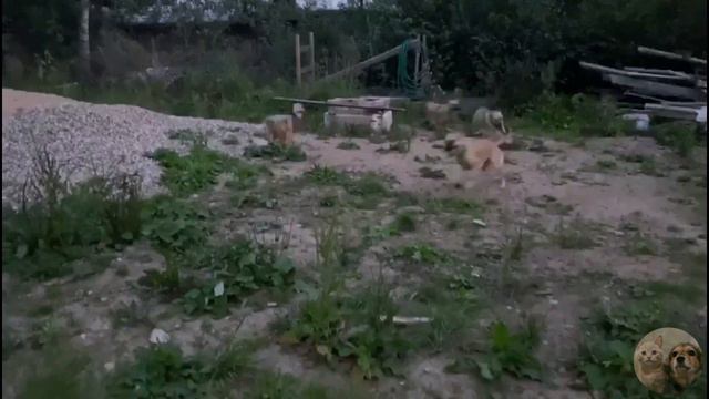 Апельсиновый, гоночный болид| Приют Дружок Липецк| Orange, racing car| Dog| Druzhok Shelter Lipetsk