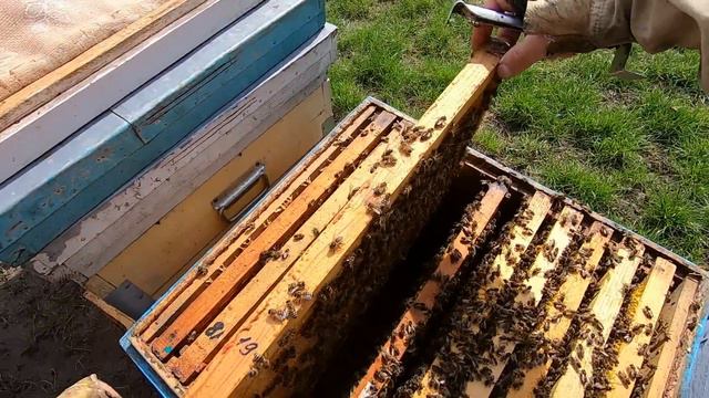 Главная ВЕСЕННЯЯ РЕВИЗИЯ пчел! Проверка наличия маток и качества расплода, добавляем медовые рамки!
