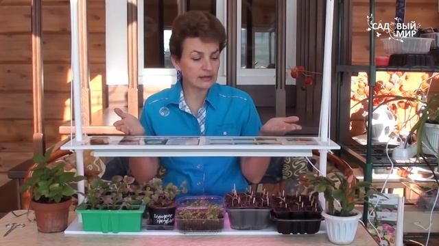 Чем досвечивать рассаду. Светодиодный светильник ФитоСпектр ОЖЗ