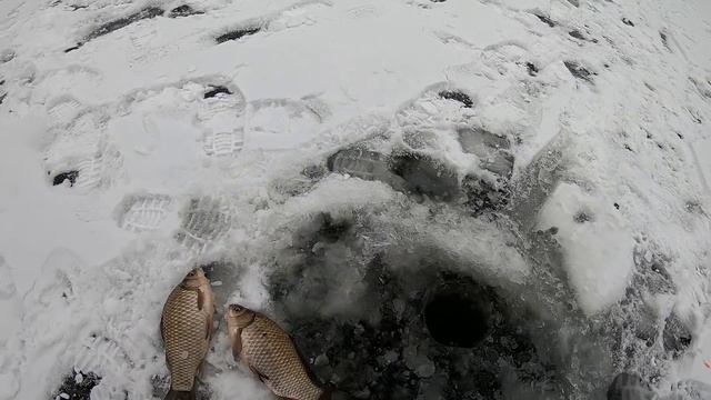 УТРЕННИЙ ЖОР КРУПНЫХ КАБАНОВ! зимняя рыбалка на карася 2022