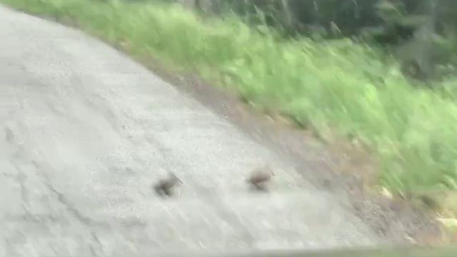 Птицы дорогу переходят
