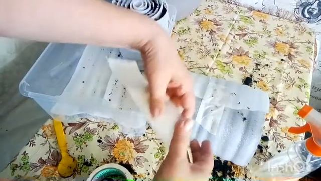 Вырастить Томаты Перец в Улитке без Пикировки на Севере в Якутии прорастить семенаЧасть-2 29.03.21г