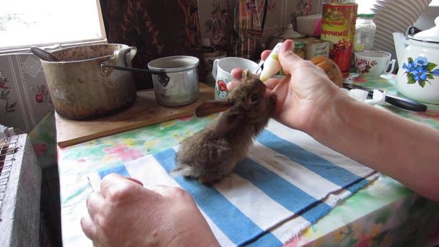 Кормим крольчонка