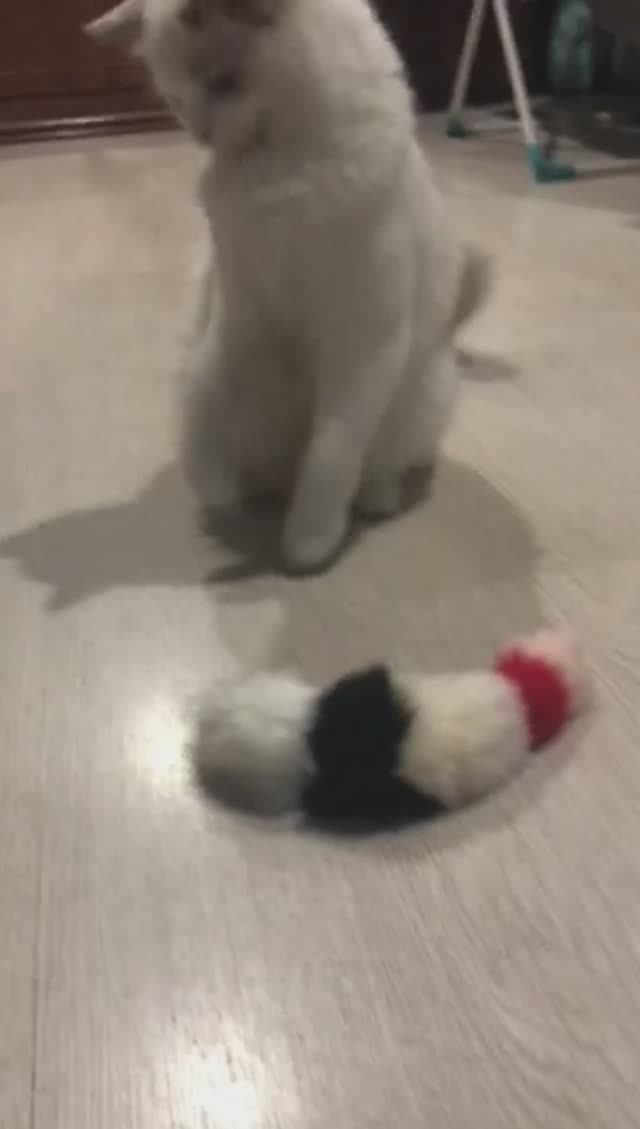Котёнок Рэгдолл играет с новой игрушкой