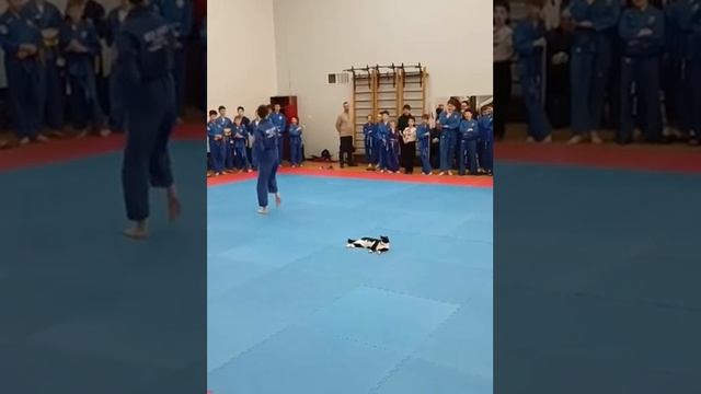 Кот на соревнованиях по боевым искусствам