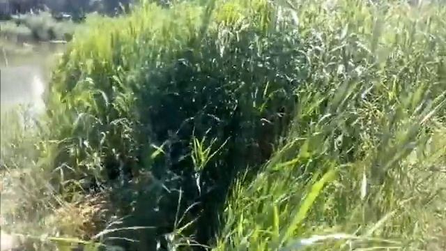 Соленый пруд в Волгограде июль 2019 Salt pond in Volgograd July 2019