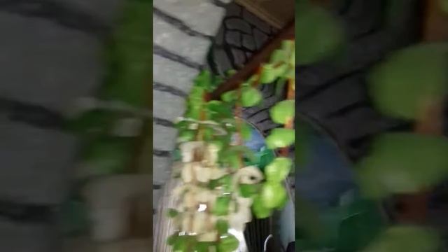 Стены из папье-маше