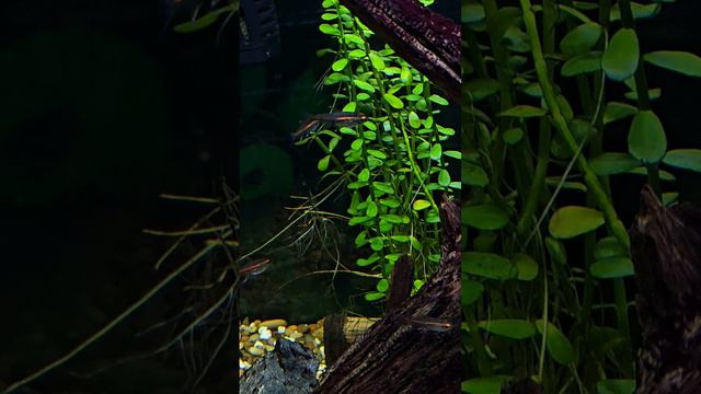 Be soothed #aquarium #fish #aquascape #nature #fishtank #aquariumfish #fishkeeping #freshwater