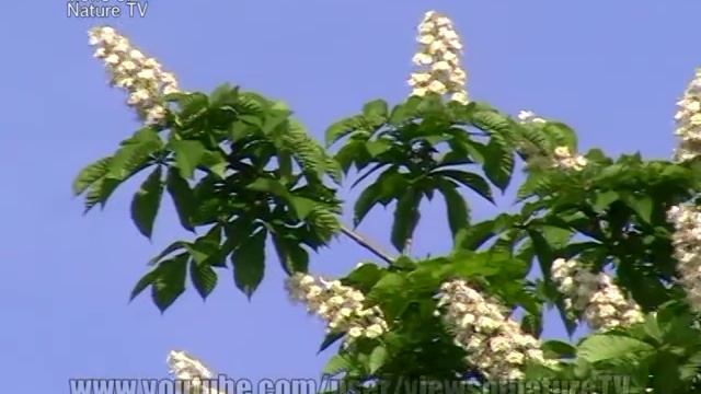 КАШТАН - цветение каштана-ПРИРОДА Украины весна - chestnut