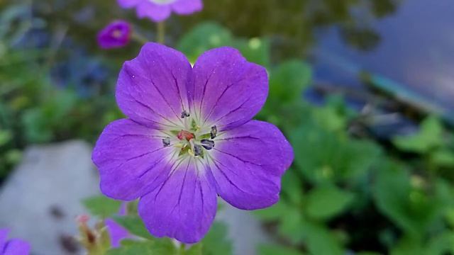 Герань в саду #geranium Cranesbill