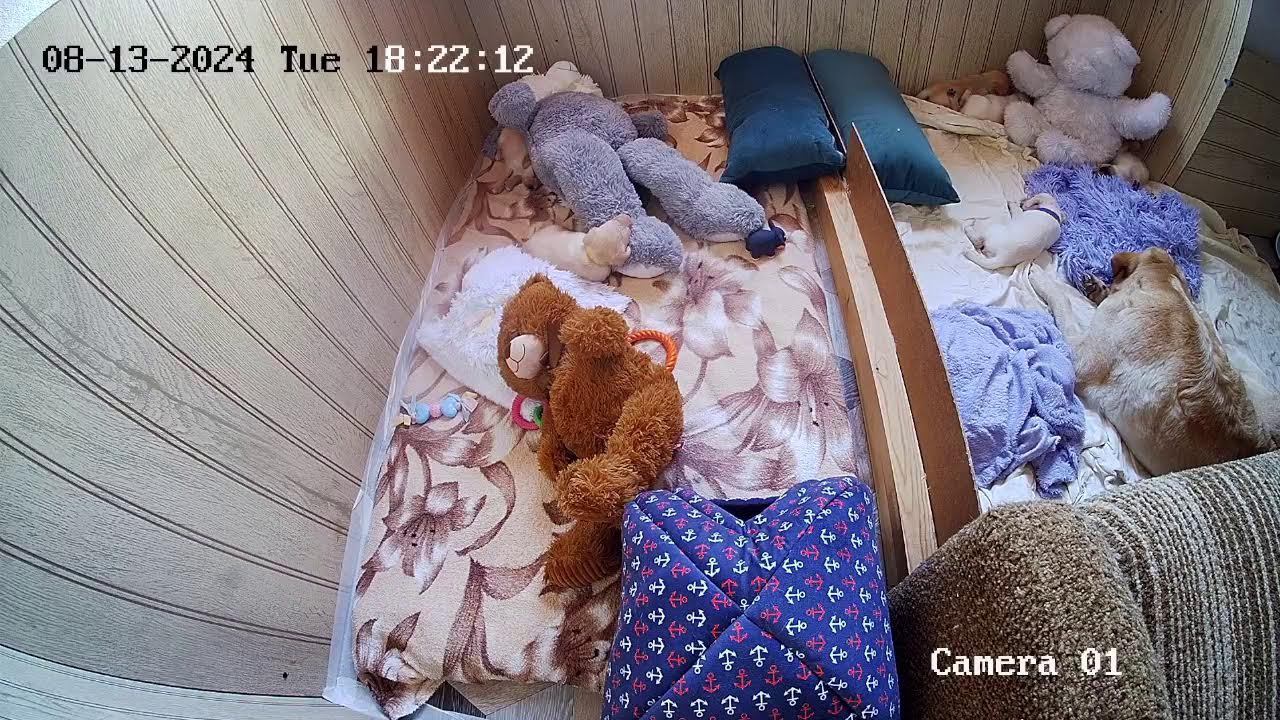 Щенки Лабрадора / ПРОДАЮТСЯ / НОВОСИБИРСК/ SHATSKIKH`S DOGS / 8-962-831-94-91/ Labrador puppies sale