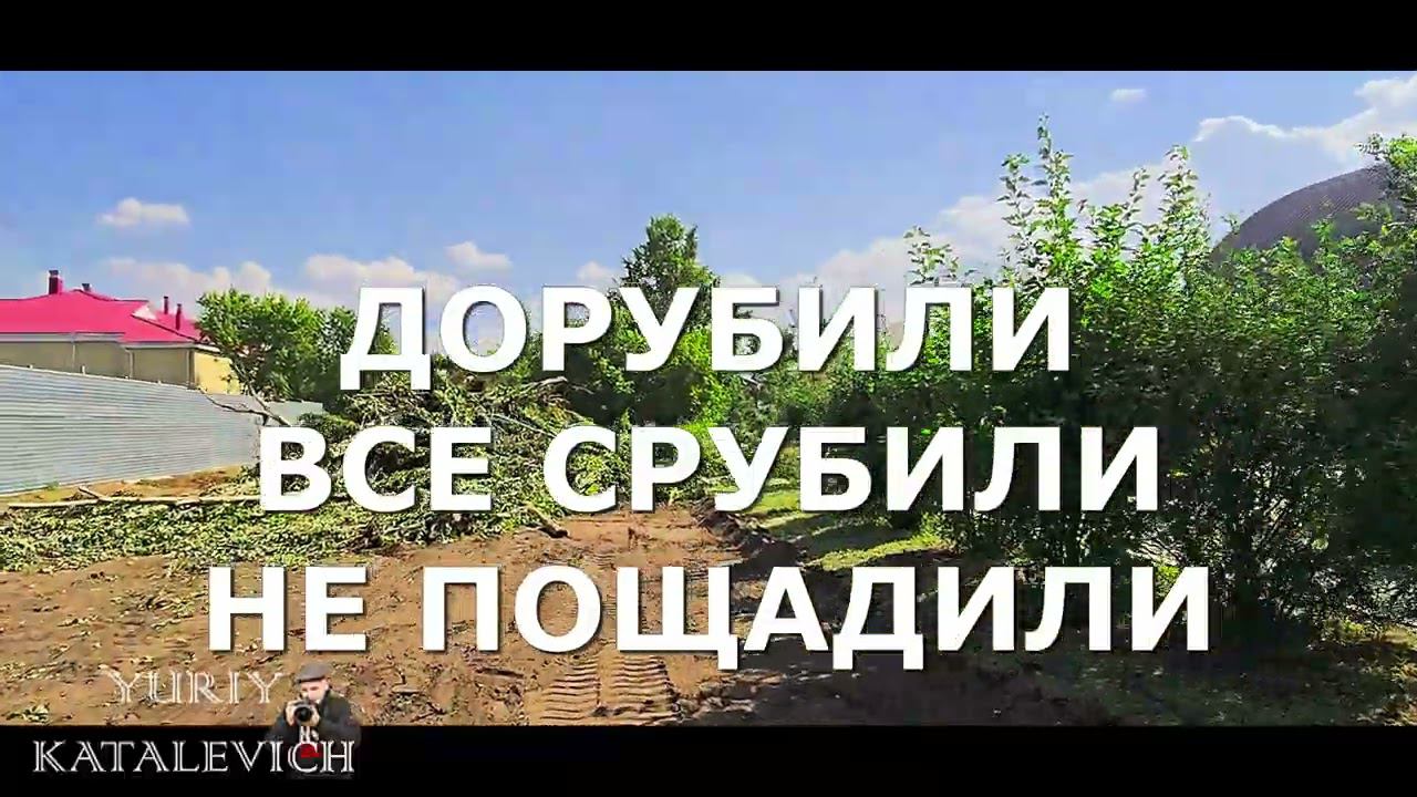 Беспредел в Аулиекольском районе? Кушмурун: вырубили все пирамидальные тополя которым всего 10 лет.