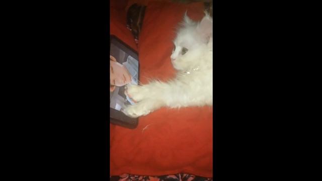 persian kitten watching video in mobile(KITTEN)