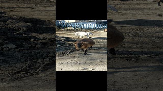 1000167897.mp4