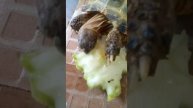 Полюбила черепаха кабачок!!!!