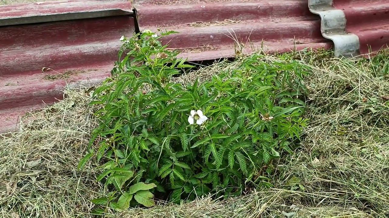 Малина тибетская - небольшой колючий кустик сферической формы, нетребующий особого ухода. Цветение!