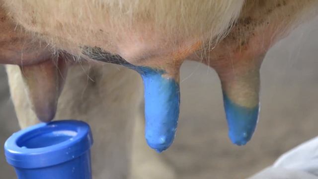 Italmas VP Blue: Cредство для обработки вымени после доения/ Udder care after milking