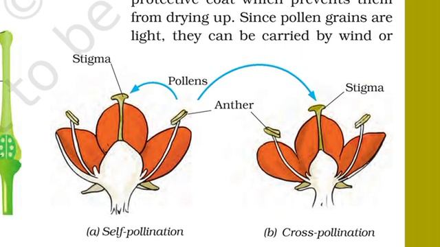 Class7th Science Chapter 12 Reproduction In Plants Part 2 Full Explanation. हिंदी में