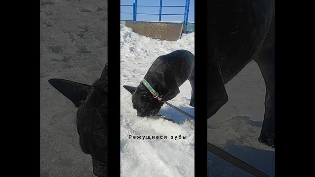 Ответы на Почему собаки грызут палки и едят их. Я хороший критик. Музыка: Abstract Style