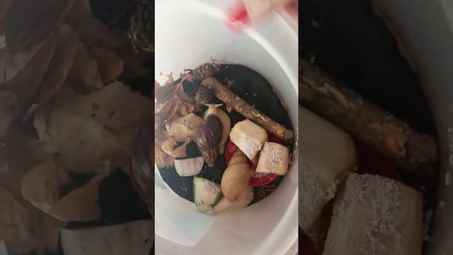 первая кладка улиточек!Жора и Морковка
