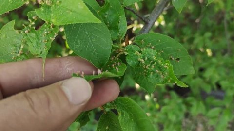 Красные пупырышки на яблоне и груше. Что это? МирДез