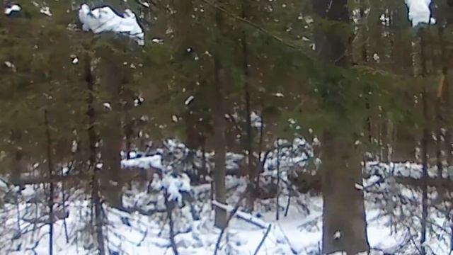 Проверка капканов на куницу,большой круг,есть результат! часть 1.