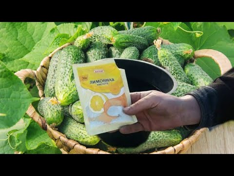 Лимонная кислота помогает для созревания огурцов. Поделюсь с вами секретом