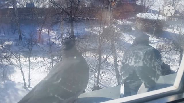 Голуби...