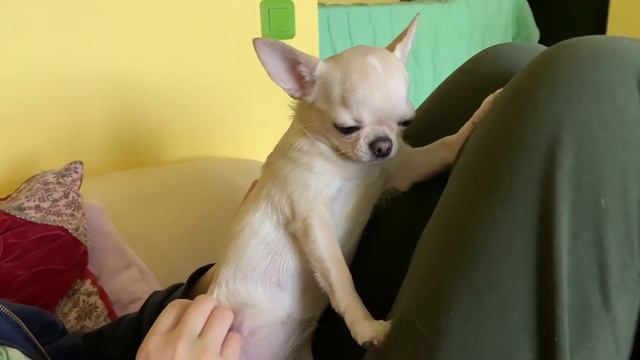 Чихуахуа. Лиза засыпает стоя. Chihuahua falls asleep standing up.