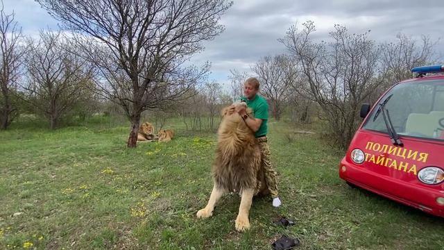 Огромные львы ТАК СОСКУЧИЛИСЬ!