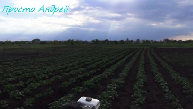 ОКУЧИВАЕМ КАРТОШКУ ПОСЛЕ ТРАВЛЕНИЯ МЕДВЕДКИ