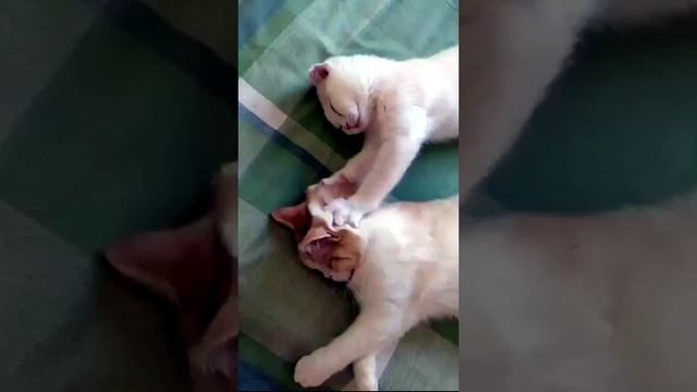 Котики, которые украдут ваше сердце 😻