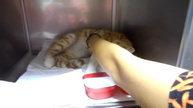 Тимоша и Рыжик,спасённые во время пожара на ПОР32
