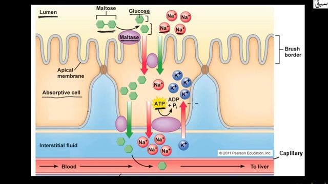 Absorption of Digested Food From Lumen of Intestine, Biology Lecture | Sabaq.pk