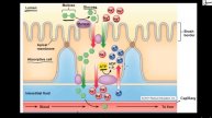 Absorption of Digested Food From Lumen of Intestine, Biology Lecture | Sabaq.pk
