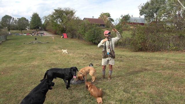How I teach Moms and Children to Train Dogs!