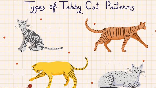 Facts About Orange Tabby Cat