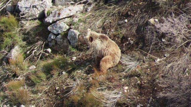 Тянь-шанский бурый медведь[1] лат. Ursus arctos isabellinus)
