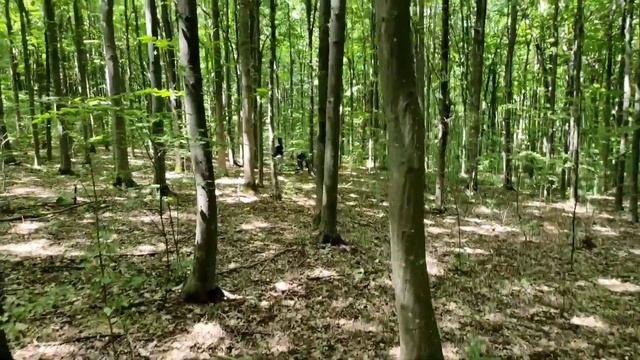 ЦЬОГО РАЗУ МИ ЗНАЙШЛИ ДИВНИЙ ЛІС.